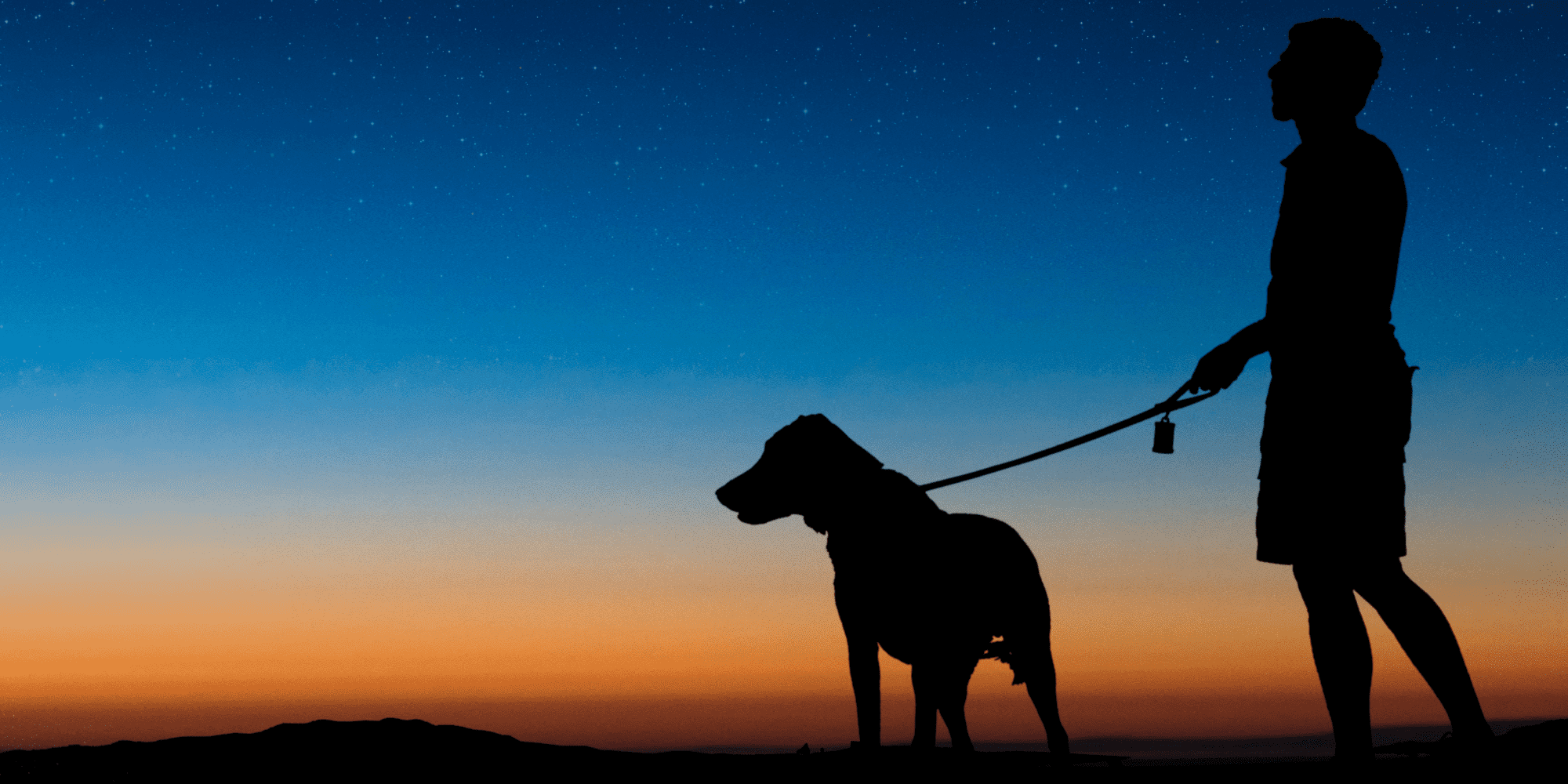 Walking Your Dog at Night Johnson Insurance Services