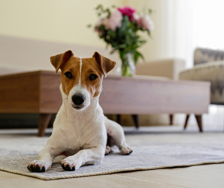Home Blog Pics - Is My Dog Covered