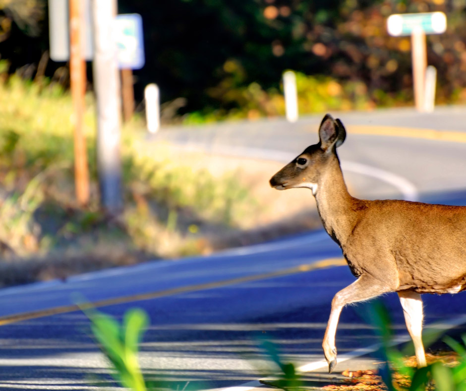 Deer Season Driving Checklist